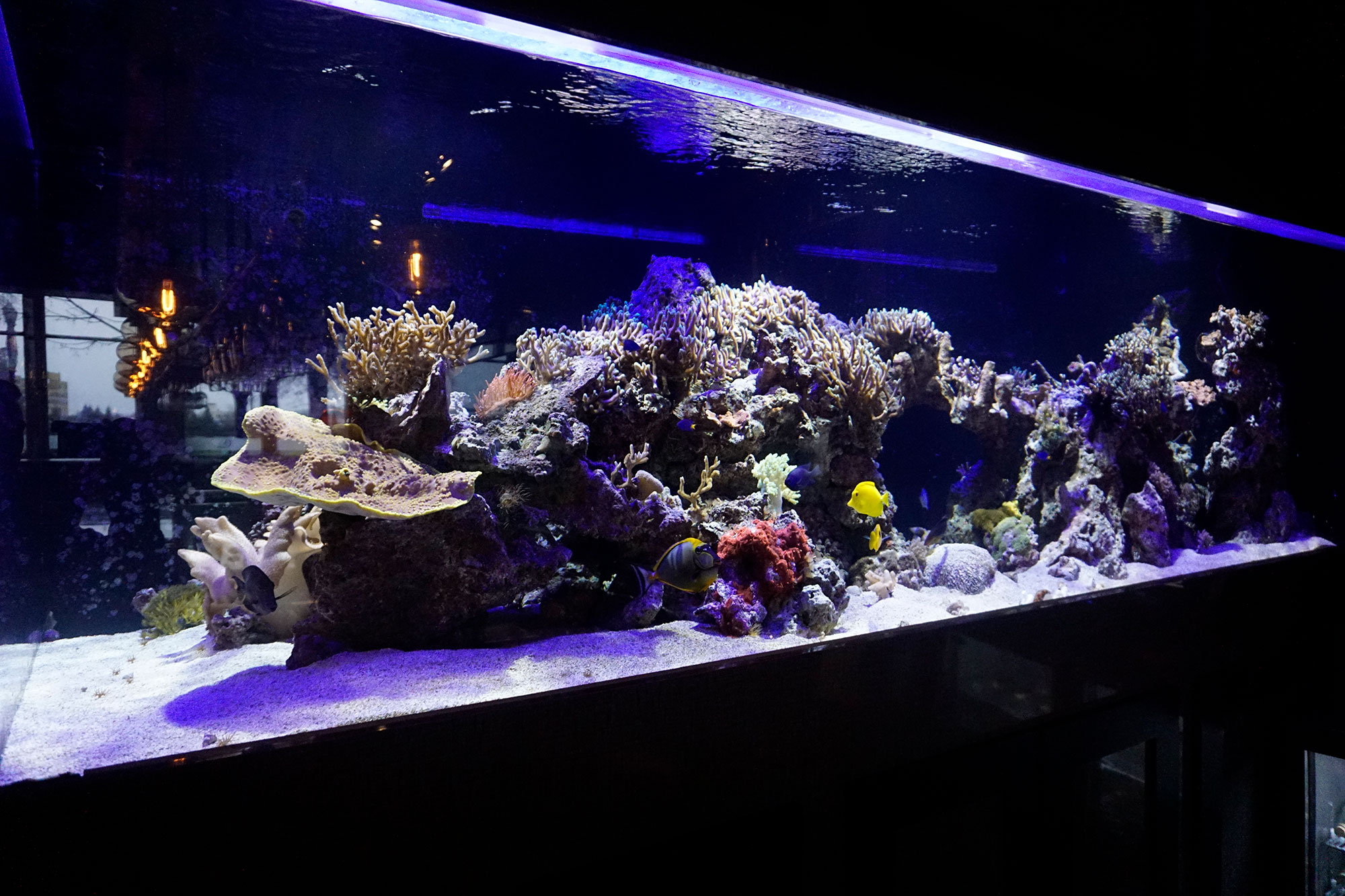 the reef aquarium