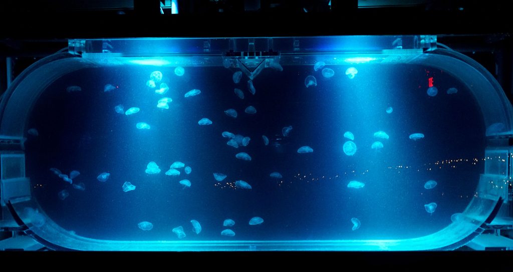 Top view of an aquarium