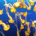 Jellyfish Aquarium