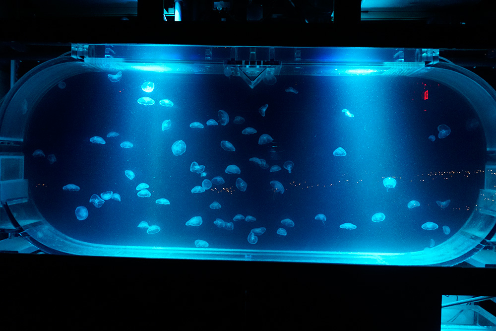 real jellyfish tank