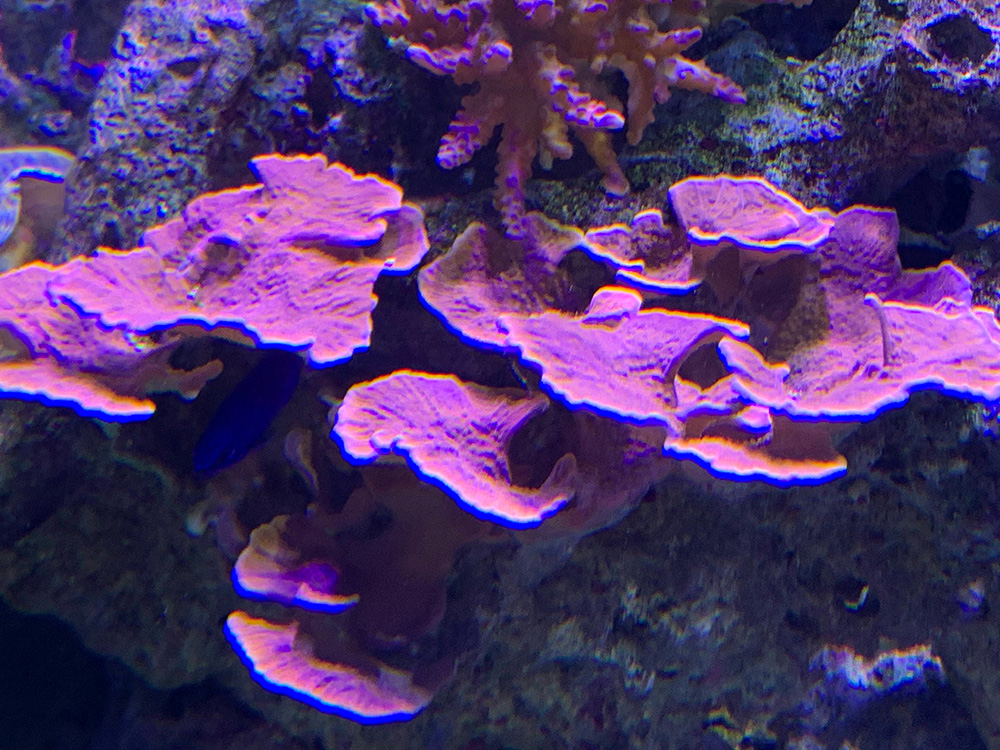 Coral Reef Aquarium Maintenance Aquarium Services of Oregon LLC., aquarium  maintenance 