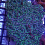 large Polyp Stony Coral