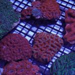 large Polyp Stony Coral