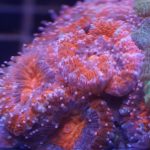 large Polyp Stony Coral