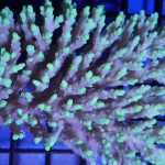 Small Polyp Stony Coral